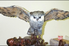 Owl